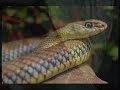 lacerta lepida o lagarto ocelado