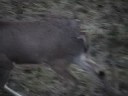 6pt. buck @12 yrds. with hoyt powertec (Michigan) 6pt. buck @12 yrds. with hoyt powertec (Michigan)
