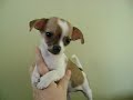Chihuahua Puppies Chihuahua Puppies