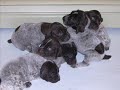 puppie pictures