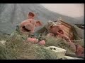 Pig Calypso