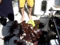Pats Spearfishing Lobster Season 08 Smashdown and Fish Fillet.wmv