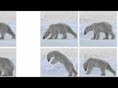 Frozen Planet trailer - Alastair Fothergill