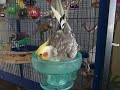 Emmi beim Baden