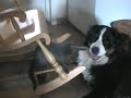 bernese mountain dog play with cat bernese mountain dog play with cat