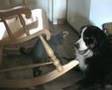 bernese-mountain-dog