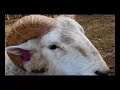 Horne Creek  Farm - DanTraveling