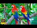 THE WORLD OF BIRDS IN 4K ULTRA HD - RELAXING ..