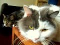 SMICE NHI The Cat (S01 E038) ► CLEANING | DROPPING MOBILE | STARING