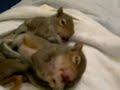 Synchronized Baby Squirrel Cheerio Gumming Synchronized Baby Squirrel Cheerio Gumming