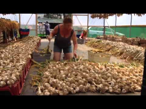 how to replant elephant garlic