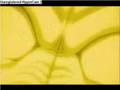 DBZ and GT breaking benjamin - believe