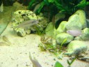 Aulonocranus dewindti Ndole - pojedynek Aulonocranus dewindti Ndole - pojedynek