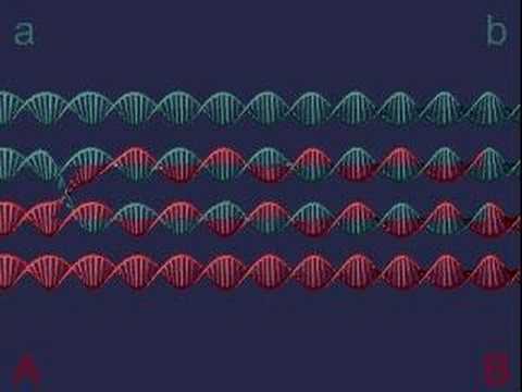 RECOMBINATION