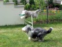 Bearded Collies Jester & Oscar: Best Friends Playing and Fun