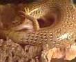 OCCELATED SKINK GIVING BIRTH 