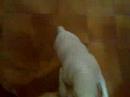 Jacky - My Naughty Jack Russel 6 Jacky - My Naughty Jack Russel 6