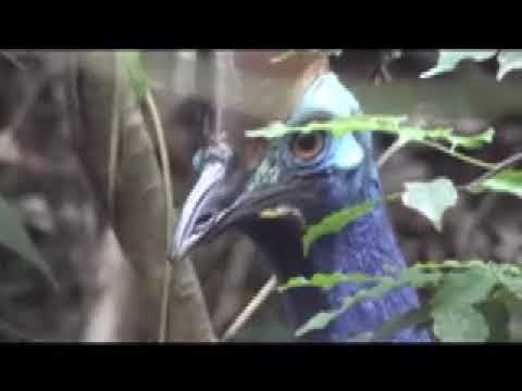 Cassowary