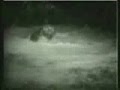 Cats Vs Crocodiles Encounter.