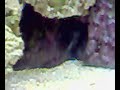 Meu aquario marinho com peixes palhaços... 