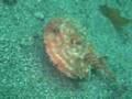 Starry Bat Fish