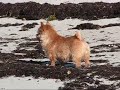 Synerwich Norwich Terriers on the Beach, Cape Cod Dec 2007 Synerwich Norwich Terriers on the Beach, Cape Cod Dec 2007