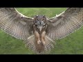 Eagle Owl in Flight High Speed Camera AMAZING Slow  Motion Camera