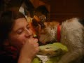a la pipina le gusta comer berlin