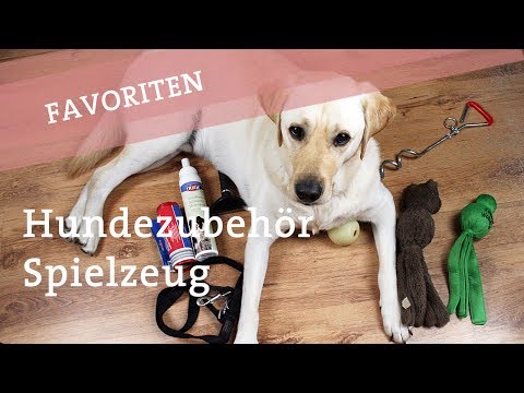 Favoriten: Hundezubehör und Spielzeug / Hundespielzeug Hund Hunde Ikarus Doodle Hundekanal