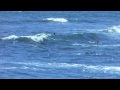 El Zonte surfers, Jan 17 2012