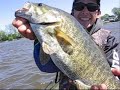 Achigan de 4Lbs et /2
