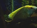 African Cichlid Spawning