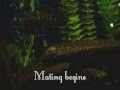African Cichlid Spawning