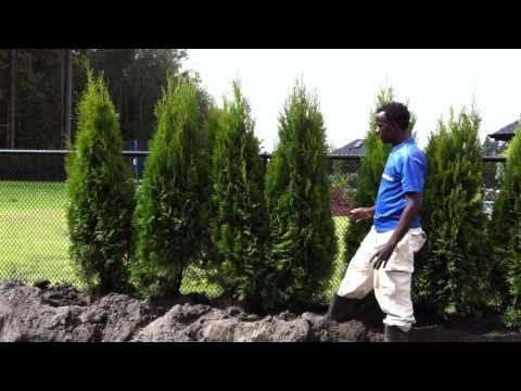 how to fertilize cedar hedges