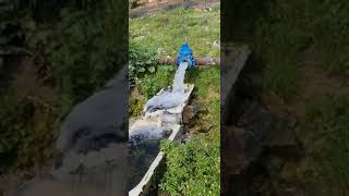 عين قرية عكبرة قرب صفد ولا أروع مياه نظيفة ومناظر رائعة