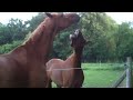 &iexcl;Caballo que imita un Asno!
