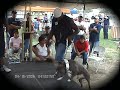 A full years account of the Bullies being breed in Texas.