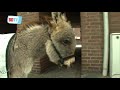 Ezeltje jongste krantenbezorger Ezeltje jongste krantenbezorger