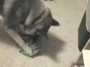 Scouty Elkhound Rainy Day Saturday Scouty Elkhound Rainy Day Saturday