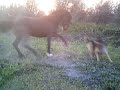 caballo loco