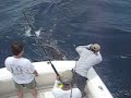 guatemala-hooked-up-blue-marlin-release-2.html