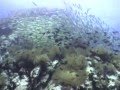 Scuba Diving in Koh Tao, Thailand - 2005
