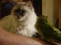 peach front conure parrot Tucson D Byrd