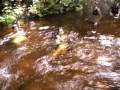 GM NA CACHOEIRA TRIAGULO-[Say It Right-Nelly Furtado]