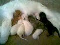 Persian babies nursing
