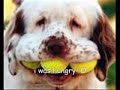 Funny dogs Funny dogs