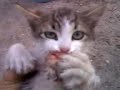 YouTubeサムネイル[SBW_gecDsJc] - 2枚目