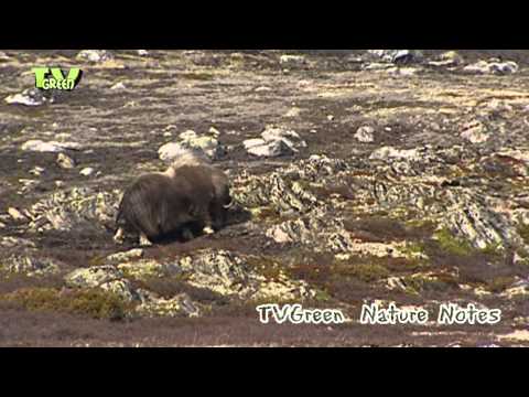 how to skin a musk ox