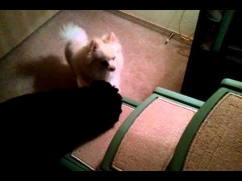 User submitted video
