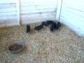 videos de Piglets being cute